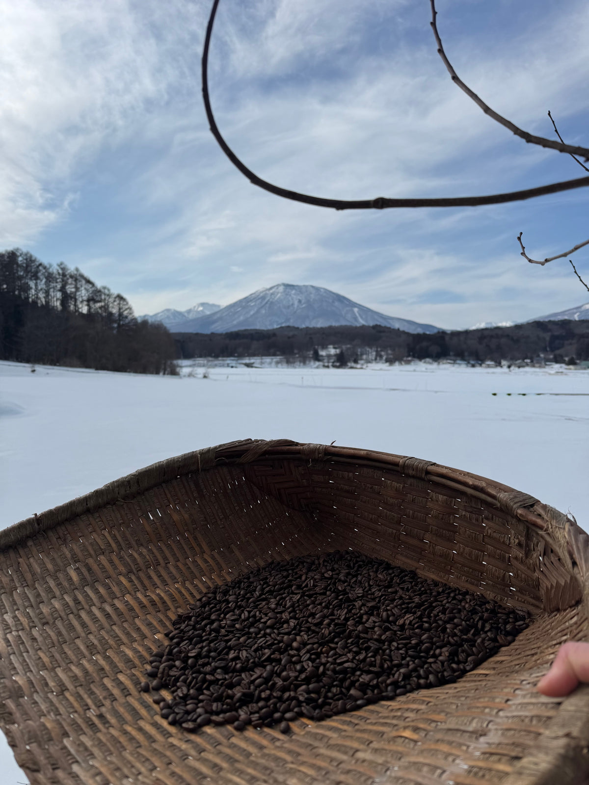 珈琲 占野 ﾉ はじめの便り